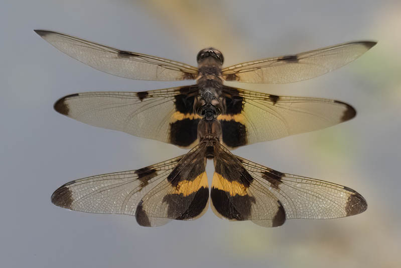 Rhyothemis phyllis in cop.jpg